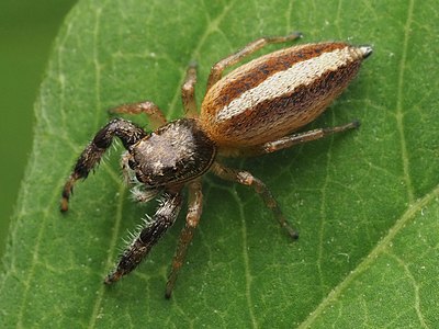 Female Marpissa formosa 217897927.jpg