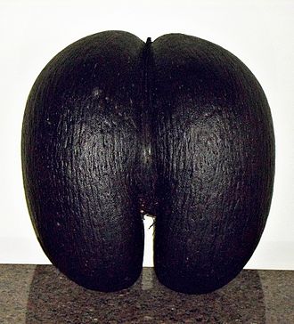 The massive fruit of the coco de mer Female coco de mer seed.jpg