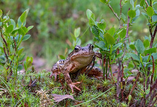 en:Moor frog