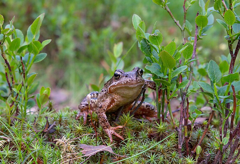 File:Female common frog in Sarek National Park (DSCF2803).jpg