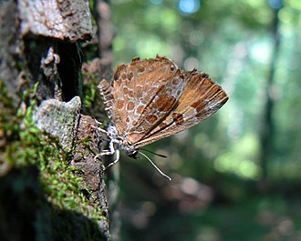 Harvester Feniseca tarquinius.jpg