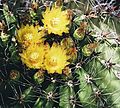 Ferocactus herrerae (26704873710).jpg