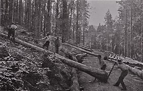 Holzfäller im Schwarzwald