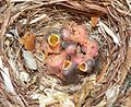 Pied flycatcher chicks in nest; Etelä-Pohjanmaa region, Finland