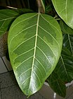 Ficus altissima2.jpg