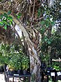 Ficus aurea (Florida strangler fig) 3 (39806342011).jpg