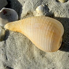 Fig Shell (Ficus papyratia).jpg