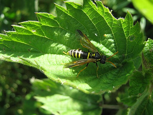 Figwort Sawfly (tenthredo scrophulariae)