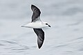 White-headed Petrel (Pterodroma lessonii), east of the Tasman Peninsula, Tasmania, Australia