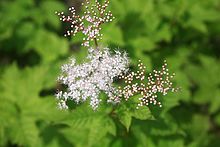 Filipendula glaberrima 2.jpg