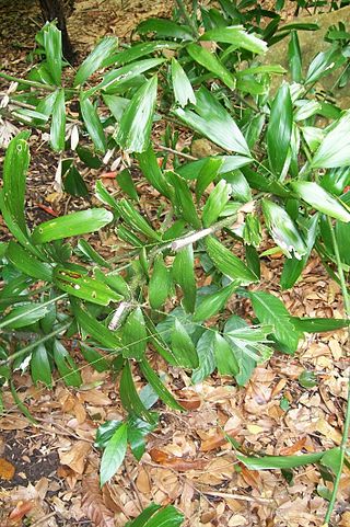 <i>Calamus caryotoides</i> Species of palm known as fishtail lawyer cane