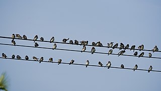 Flock Streak Throated Swallows Electric Srirangapatna Jul22 A7C 02169.jpg