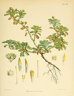 <i>Leptinella lanata</i> Species of flowering plant