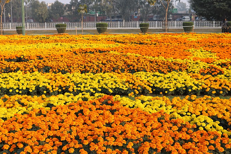 File:Flower exhibition gulshan iqbal park.jpg