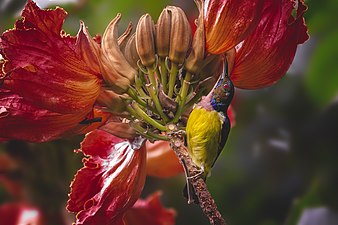 Brown-throathed sunbird at Mapawa Nature Park, at Ifugao, Cordillera Administrative Region. Photograph: Domzjuniorwildlife (CC BY-SA 4.0)