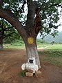 Folk Deity with Neem Tree - Amman