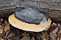 * Nomination Red Banded Polypore (Fomitopsis pinicola) -- George Chernilevsky 21:27, 29 November 2011 (UTC) * Promotion Good quality. --Stu Phillips 00:21, 30 November 2011 (UTC)