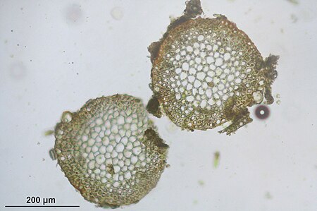 Tập_tin:Fontinalis_squamosa_(a,_143445-482125)_4298.JPG