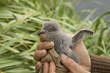 The chick of a fork-tailed storm petrel Fork-tailchick.jpg