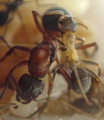 Название армейского муравья. Raptiformica sanguinea. Formica sanguinea матка. Formica sanguinea муравьи. Raptiformica sanguinea матка.