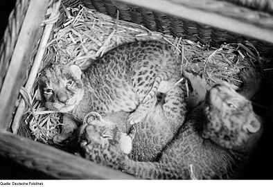 V košíku je několik malých levhartích koťat (černobílá fotografie)