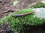 To'rt barmoqli salamander dorsal.jpg