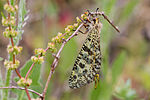 Vignette pour Myrmeleontidae