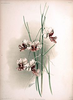 <i>Papilionanthe hookeriana</i> Species of orchid