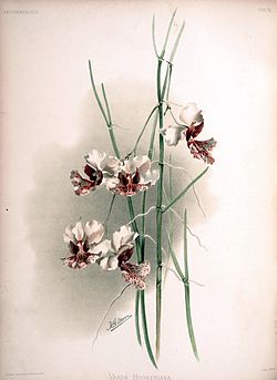 Frederick Sander - Reichenbachia II Plate 74 (1890) - Vanda hookeriana.jpg