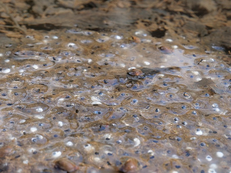 File:Frog spawn in stream at the Taunus 4.jpg