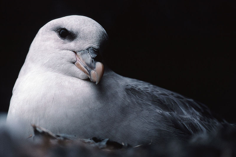 Ficheiro:Fulmarus glacialis 1 2.jpg