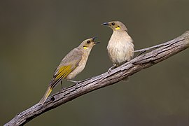 Fuscous Honeyeater