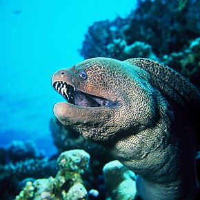 Gymnothorax javanicus, très répandue dans l'Indo-Pacifique tropical, est une des espèces les plus massives, et peut atteindre 3 m de long et peser 70 kg.