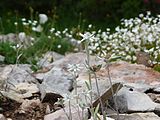 English: GBA Viote Editathon, June 2016. Italiano: Wiki-edit-a-thon al Giardino Botanico Alpino delle Viote, Monte Baldo, Trento, giugno 2016.