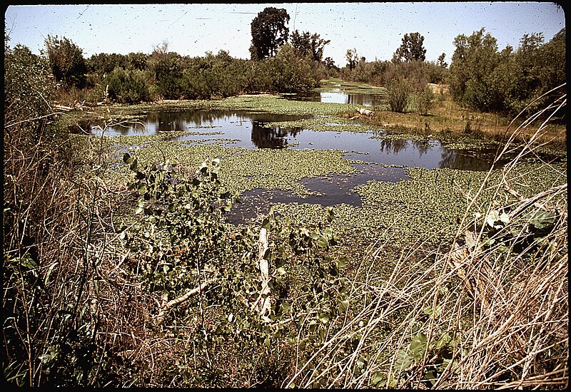 File:GROWTH OF WATER HYACINTHS IN THE MERCED RIVER AND SLOW FLOW FROM EXCHEQUER DAM CAUSE SILTATION, - NARA - 542554.jpg