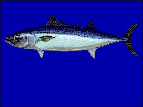 Slender tuna