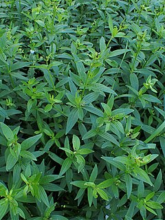 <i>Galium rubioides</i> Species of plant