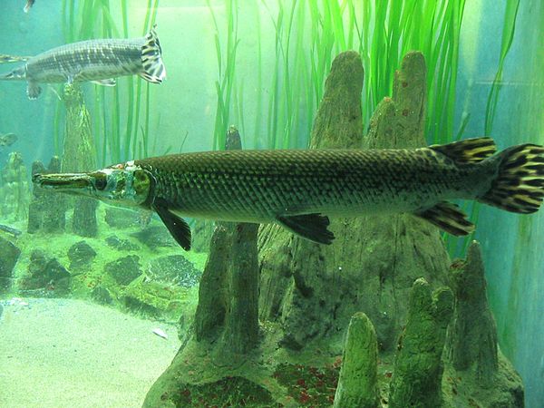 Large gar in an aquarium