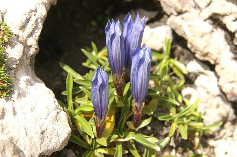 File:Gentiana froelichii ssp. froelichii PID1468-3.jpg