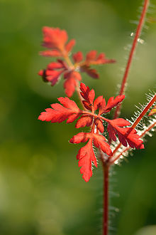 Geranium robertianum - haisev kurereha (leht).jpg