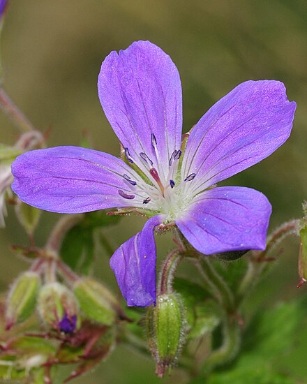 Герань 2. Geranium sylvaticum. Герань Лесная Geranium sylvaticum l.. Герань Лесная Мэйфлауэр. Герань Лесная Mayflower.