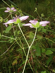 花は細長い茎先または枝先に2個ずつつき、花序柄と花柄に下向きの伏した毛が生える。