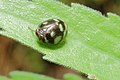 Gergithus variabilis, Issidae in Kobe, Japan