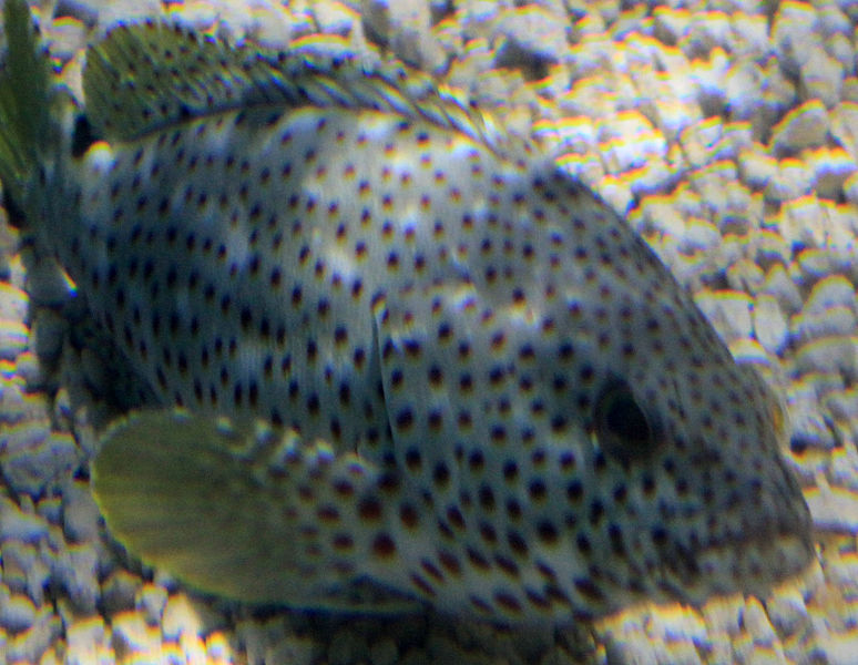 File:Gfp-grasby-grouper.jpg