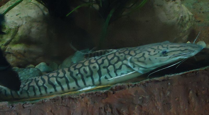 File:Gfp-tiger-catfish.jpg