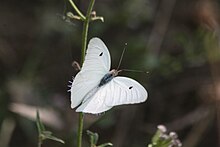 Гигантский белый (Ganyra josephina) .jpg