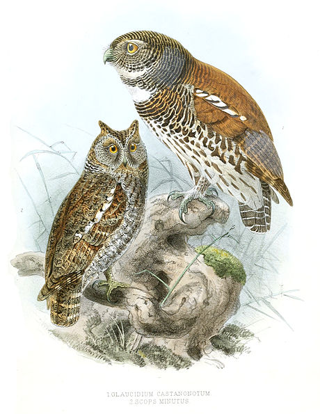 The chestnut-backed owlet was described on 1846 by Edward Blyth in his Catalogue of the birds in the museum [of the] Asiatic Society GlaucidiumCastanonotumLegge.jpg