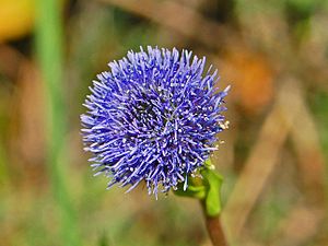 Globulariaceae - Globularia bisnagarica-001.JPG