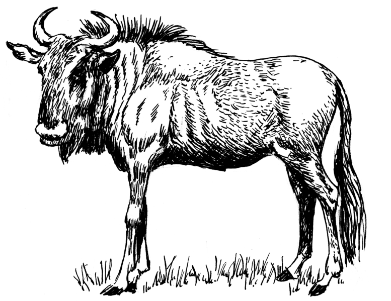 File:Gnu 1 (PSF).png