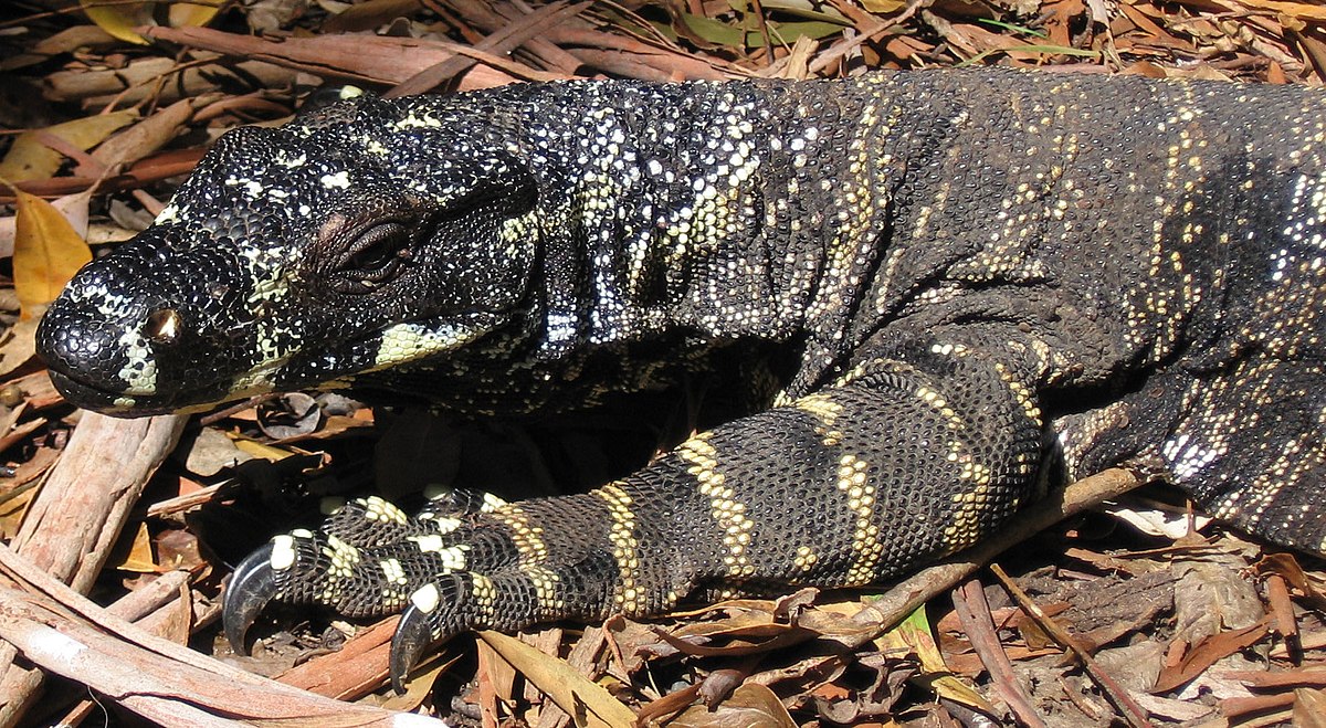 Goanna - Wikipedia